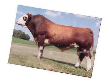 simmental.png