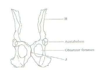 The diagram below represents a mammalian pelvic girdle (a) How are the  structures labeled H and J - Tutorke