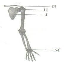 The diagram below illustrates the arrangement of bones in a human arm (a)  Name: (i) The type of join - Tutorke