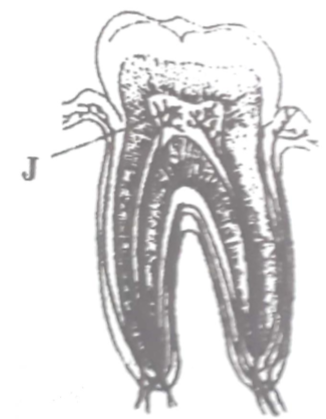tooth1552020206.png
